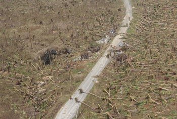 11 November 2013, Eastern Samar, Philippines: Coconut trees knocked down by the storm, devastating the livelihood of the people in Eastern Samar.