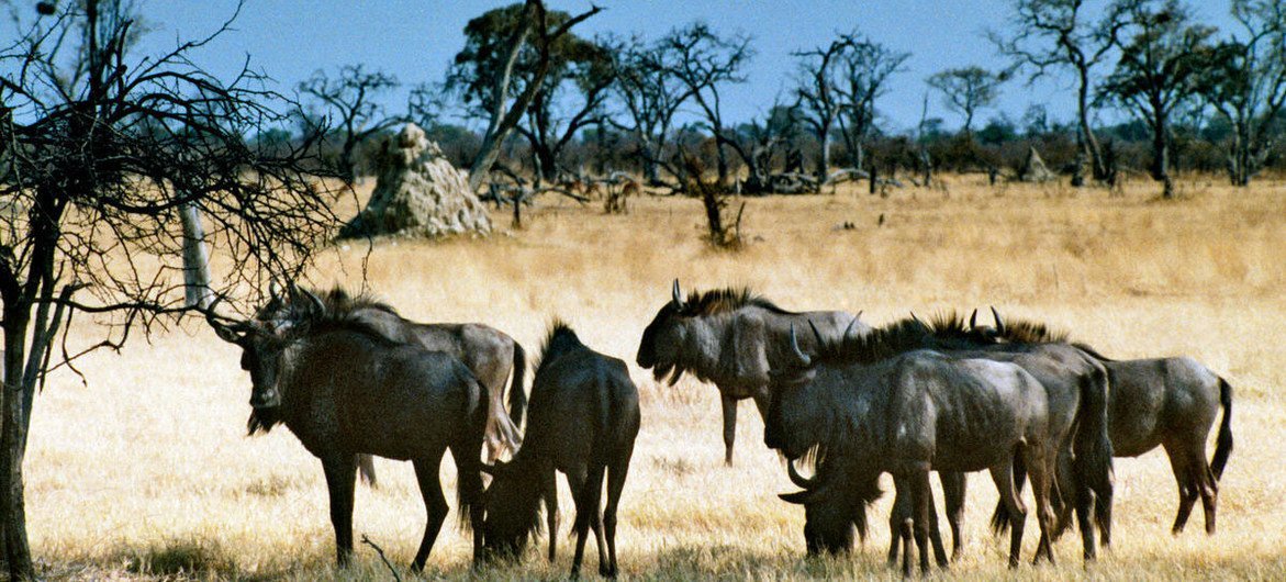 赞比亚的野生动物。联合国图片/E Darroch