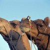 Camels in particular are suspected in spreading the MERS virus.