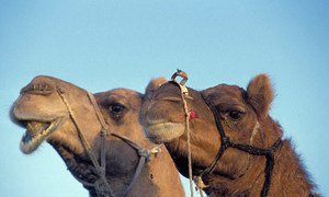 Camels in particular are suspected in spreading the MERS virus.
