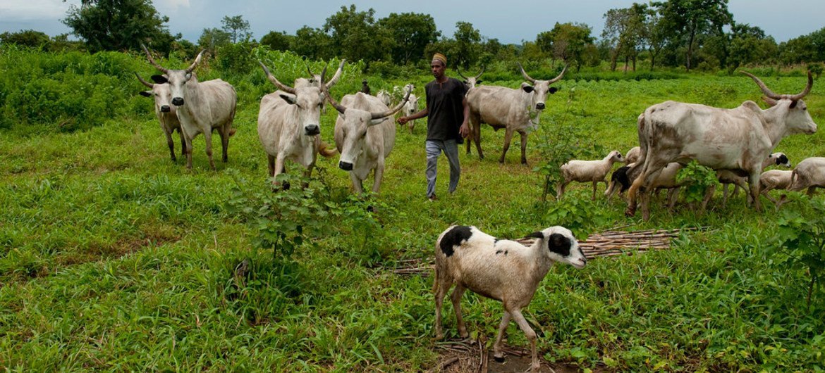 Herding livestock in Ta Kuti village, Nigeria.