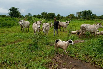 Herding livestock in Ta Kuti village, Nigeria.