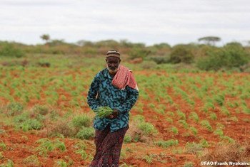 Somalis need support in a wide range of activities, from cropping to livestock breeding and fisheries.
