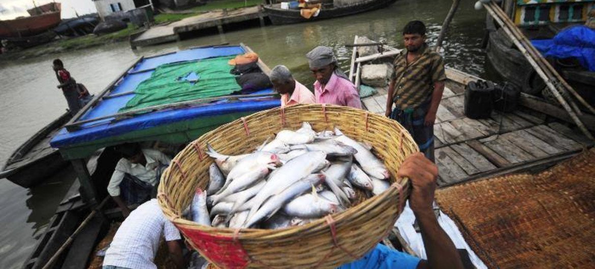 Small-scale fisheries are the source of employment for more than 90 percent of the world's capture fishers and fish workers.