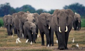 Elephant poaching and ivory smuggling levels remain alarmingly high in Africa.
