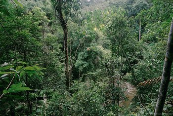 Bosque en Indonesia. Foto: Banco Mundial/Curt Carnemark