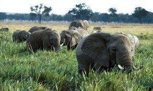 Illegal trade in wildlife and timber products finances criminal and militia groups, threatening security and sustainable development.