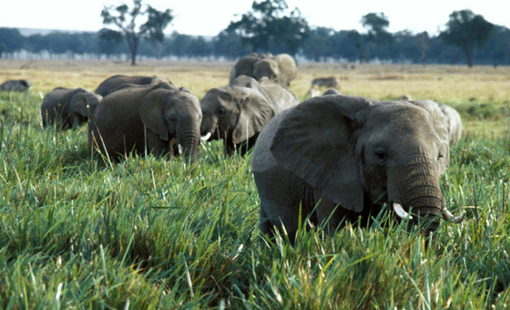 野生动植物和木材产品的非法贸易为犯罪集团和民兵组织提供了资金，威胁安全与可持续发展。