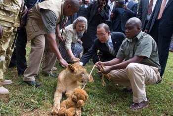 Secretary-General Ban Ki-moon visits Nairobi National Park Orphanage and adopts Tumaini, a lion cub.