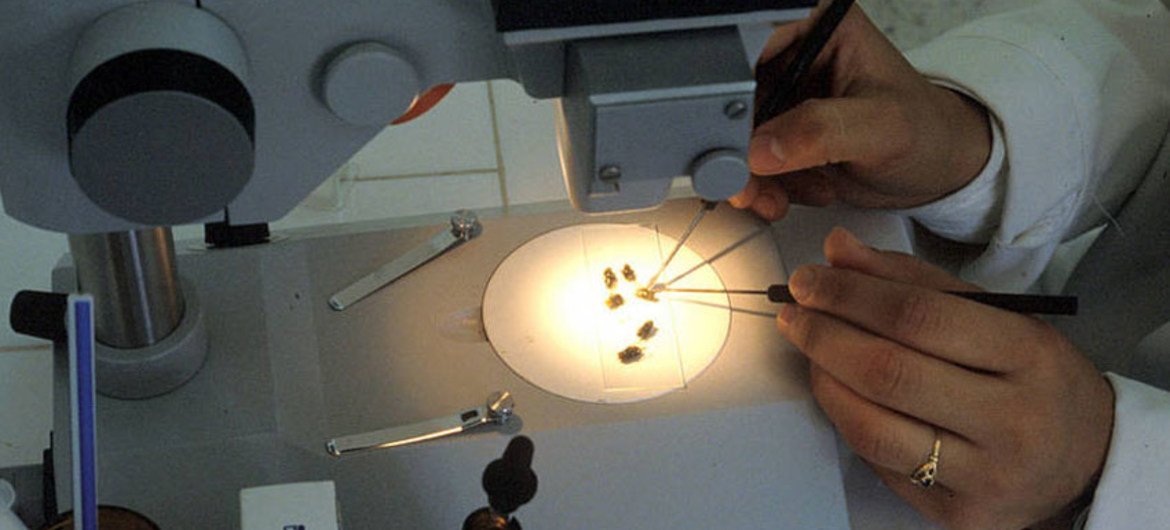 عامل فني في مختبر يعمل على تحديد آفة الديدان. تصوير: منظمة الأغذية والزراعة
