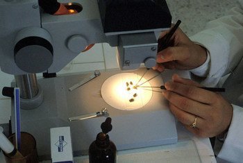 A laboratory technician works to identify a worm pest.