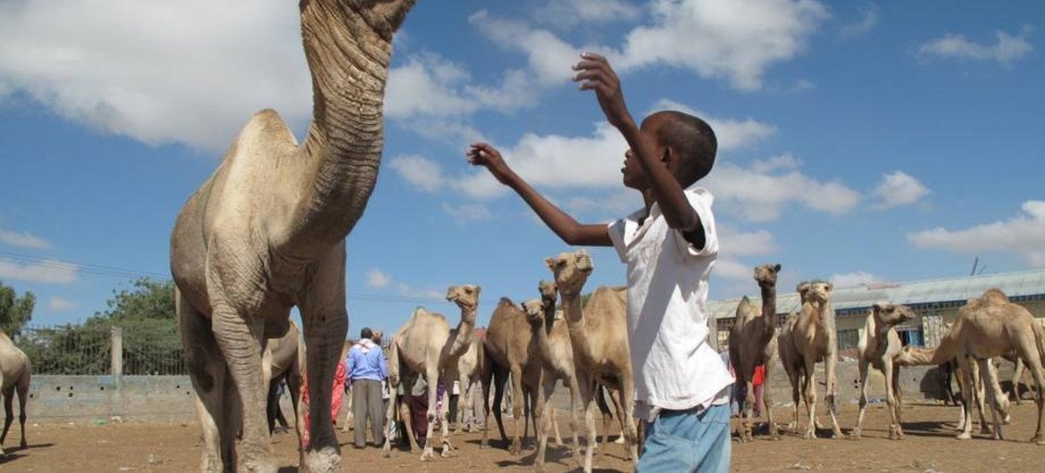 A boy redirects a camel at Hargeisa Livestock Market in Somalia, a facility constructed by FAO with UK funding.