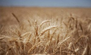 Muitos países dependem da Ucrânia e da Rússia para obter trigo. 