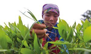 A worker weeding in a nursery in Back Kan, Viet Nam.