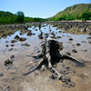 Mangroves détruites à Hera, au Timor-Leste. Photo : ONU/Martine Perret
