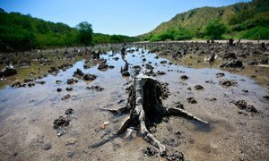Mangroves are cut down in Hera, Timor-Leste, 16 km from capital Dili, where frequent trash dumping threatens the area's natural plant and wildlife.