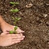 A young child plants a seedling in the dirt. (Image used under license from Shutterstock.com)
