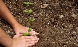 A young child plants a seedling in the dirt. (Image used under license from Shutterstock.com)