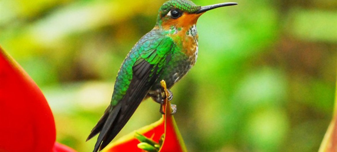 Pájaro de brillante de corona verde en un bosque en Costa Rica. Foto: UNEP GRID Arendal/Peter Prokosch