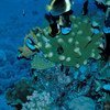 珊瑚礁。世界银行/Carl Gustav