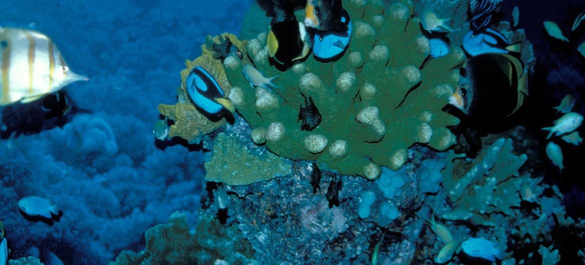 Arrecife de coral. Foto de archivo: Banco Mundial