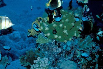 Arrecife de coral. 