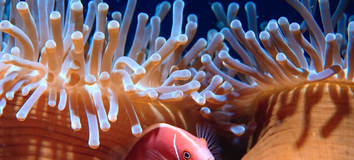 Anemone fish. (Image used under license from Shutterstock.com)