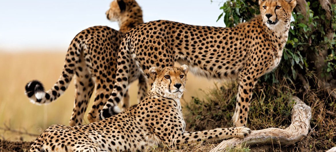 A Cheetah mother with her two cubs in Kenya. (Image used under license from Shutterstock.com)