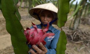A farmer at work in a dragon fruit field in Viet Nam (July 2013).