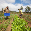 Farmers growing lettuce and other vegetables in the highlands of Bevatu Settlement, Nadrau, Viti Levu, Fiji.