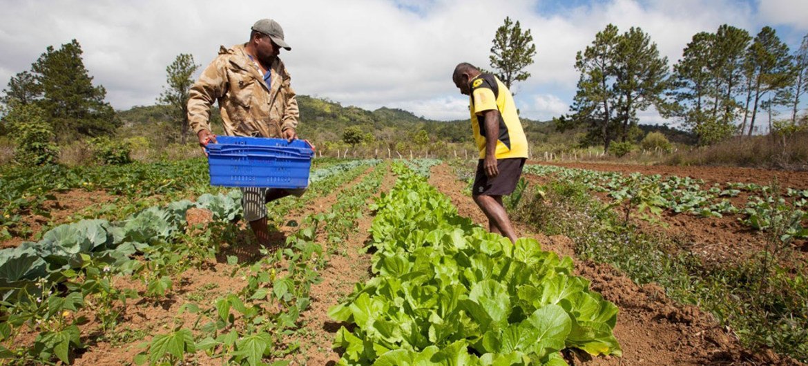 Farmers growing lettuce and other vegetables in the highlands of Bevatu Settlement, Nadrau, Viti Levu, Fiji.