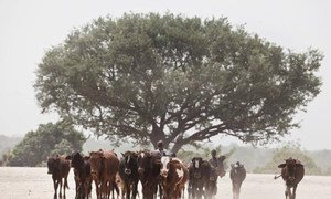 Recent successes show that problems related to desertification and land degradation are not insurmountable.