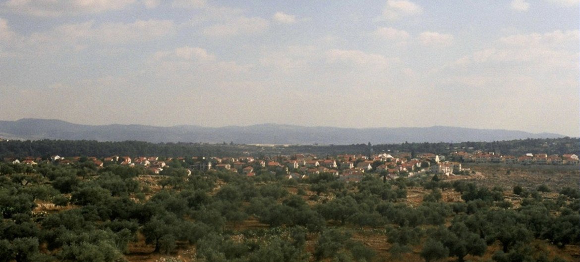Olive trees in the Palestinian town of Ni'lin in 2008 were very close to expanding Israeli settlements.