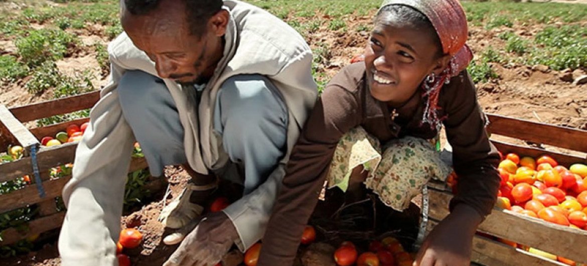 Farmers sort tomatoes in the Horn of African country Ethiopia.