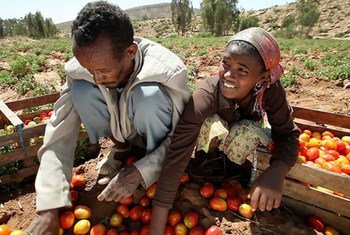 Farmers sort tomatoes in the Horn of African country Ethiopia.