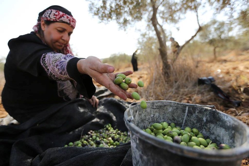 يعد موسم قطف الزيتون حدثا اقتصاديا واجتماعيا وثقافيا مهما بالنسبة للفلسطينيين.