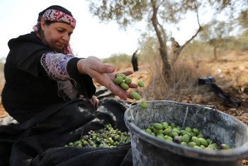 يعد موسم قطف الزيتون حدثا اقتصاديا واجتماعيا وثقافيا مهما بالنسبة للفلسطينيين.