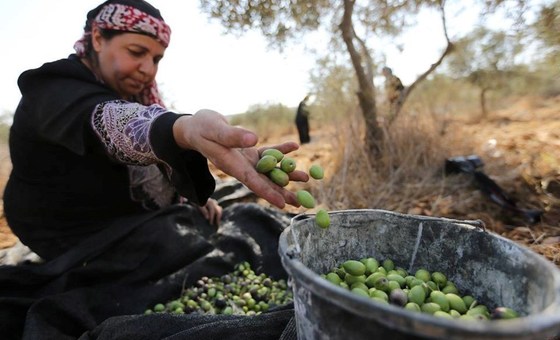 "نُحرم من مصدر رزقنا": مزارعو الضفة الغربية يتحدثون عن القيود المفروضة عليهم في موسم قطف الزيتون