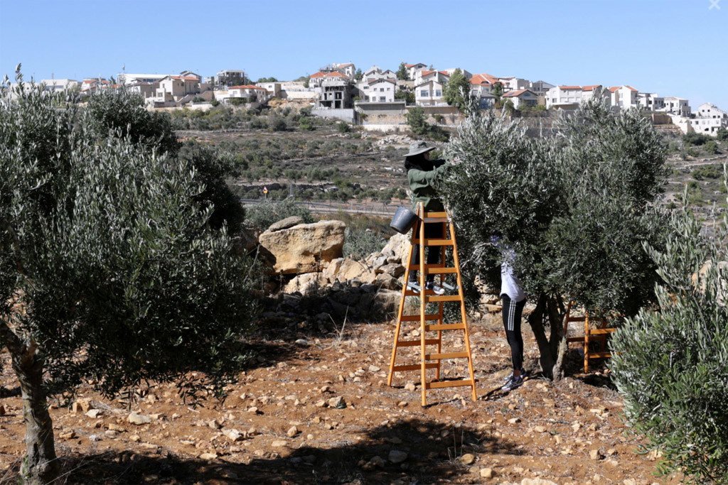 Palestinian farmers harvest olives with an Israeli settlement in the background.