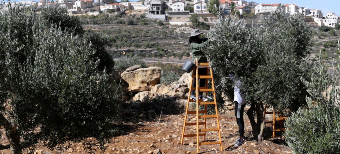Des agriculteurs palestiniens font la récolte des olives avec une colonie israélienne en toile de fond. Photo : Archives de l'UNRWA / Alaa Ghosheh