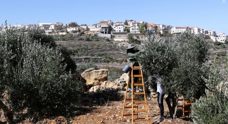 फ़लस्तीनी लोग ज़ैतून की खेती बड़े पैमाने पर करते हैं, अक्सर उन इलाक़ों में अब इसराइल बस्तियों का विस्तार हो रहा है.