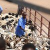 Un fermier avec son bétail au Hargeisa Livestock Market au Somaliland