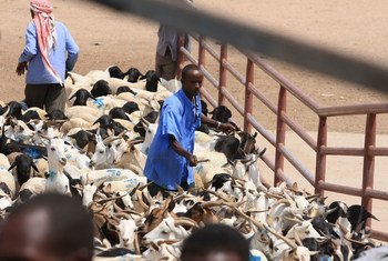 A farmer with his livestock at th e Hargeisa Livestock Market in Somaliland.
