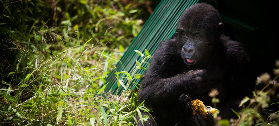 En foreldreløs gorilla løslatt i sitt nye habitat, øst i Den demokratiske republikken Kongo