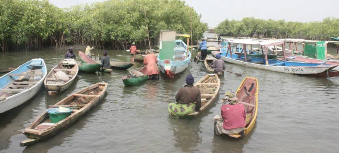 Pêche des huîtres en Gambie. Photo : PNUD Gambie