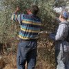 An Israeli and a Palestinian pick olives together in a disputed area. While Palestinians are often attacked by Israeli settlers as they collect olives, some Israelis have also taken to protecting them