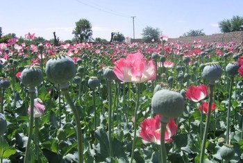 Opium poppy field in the south of Afghanistan.