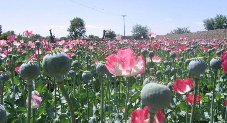 Cultivos de opio. Foto de archivo: IRIN/Abdullah
