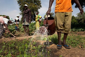 Watering a field of vegetables in Kieryaghin village, Burkina Faso.