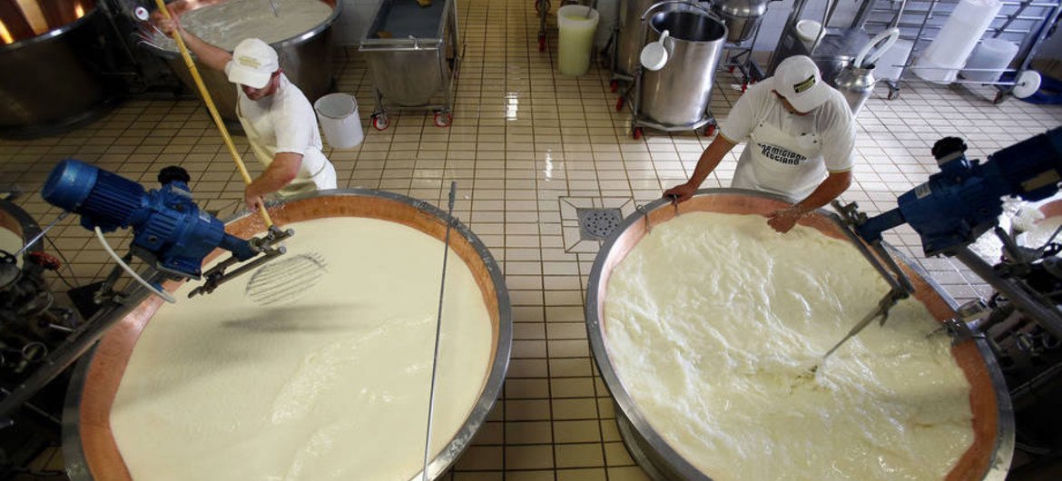 Dairy prices declined in November, due in part to slower imports to the Russian Federation. Workers in Fidenza, Italy, prepare milk in vats to make parmesan cheese.
